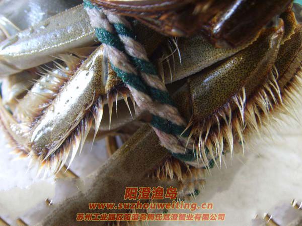 陽澄湖大閘蟹簡介