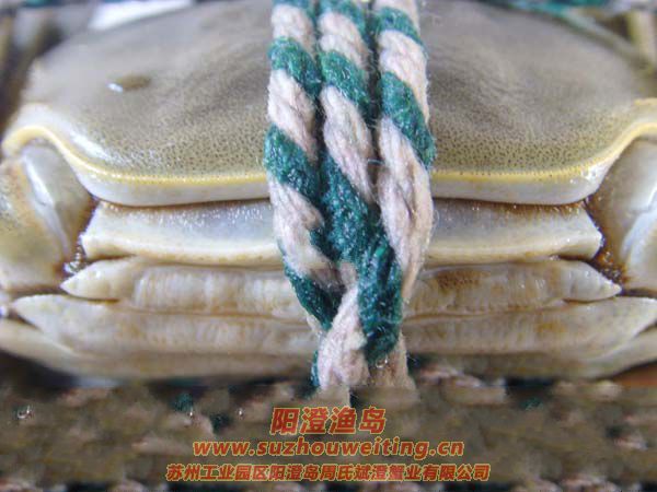 正宗陽澄湖大閘蟹的鑒別標(biāo)準(zhǔn)