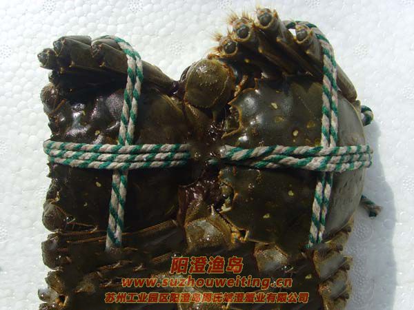 陽澄湖大閘蟹保存方法