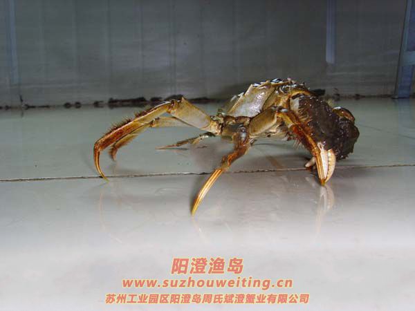 大閘蟹的藥用價值