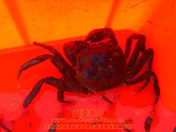 細說大閘蟹的營養(yǎng)