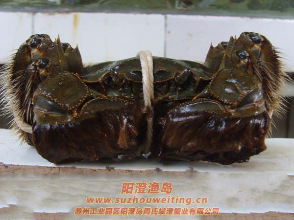 陽(yáng)澄湖大閘蟹