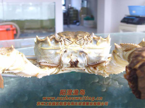 陽澄湖大閘蟹