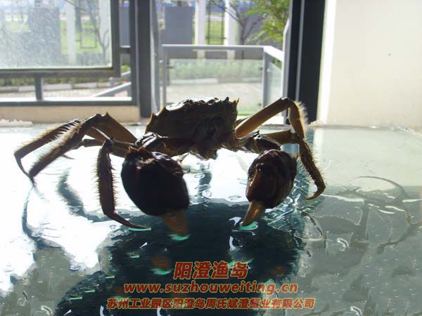 陽澄湖大閘蟹