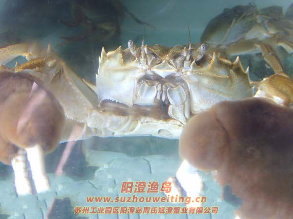 吃蟹要選對(duì)時(shí)間