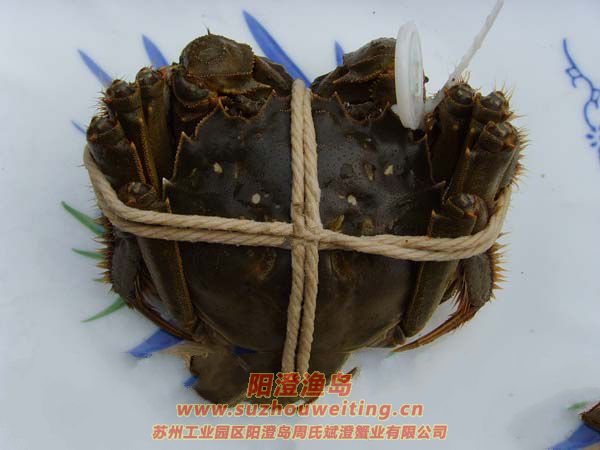 陽澄湖大閘蟹保存