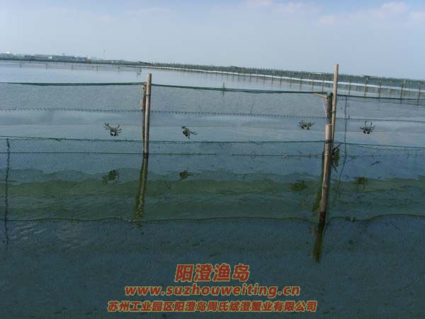 西風(fēng)響蟹腳癢