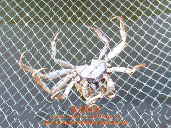 西風(fēng)響蟹腳癢