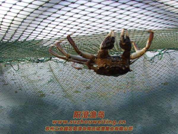 西風(fēng)響蟹腳癢