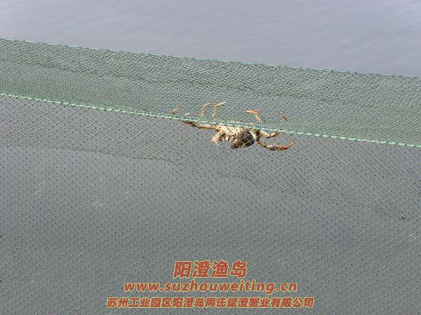 西風(fēng)響蟹腳癢