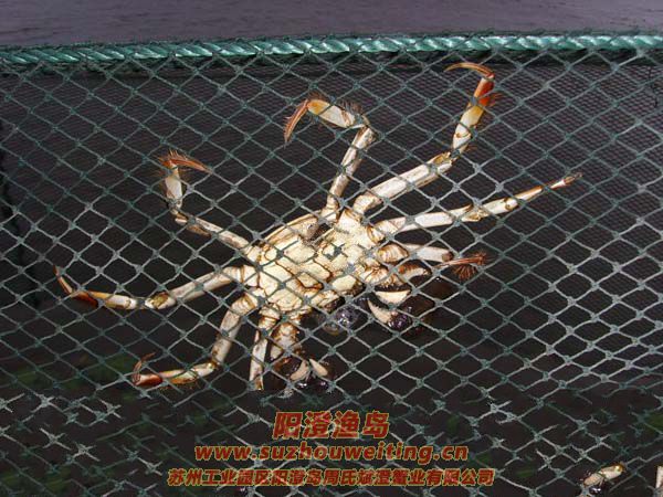 西風(fēng)響蟹腳癢