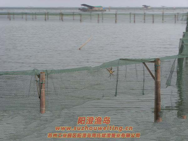 西風(fēng)響蟹腳癢