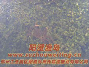水草上的陽澄湖大閘蟹