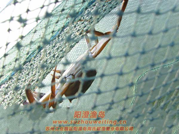 西風(fēng)響蟹腳癢