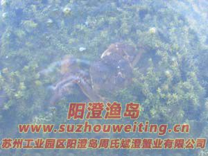 水草上的陽澄湖大閘蟹