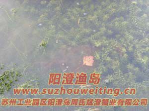 水草上的陽澄湖大閘蟹