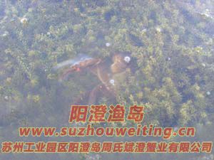 水草上的陽澄湖大閘蟹