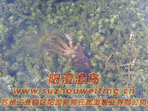 水草上的陽澄湖大閘蟹