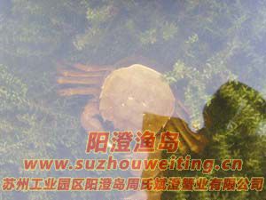 水草上的陽澄湖大閘蟹
