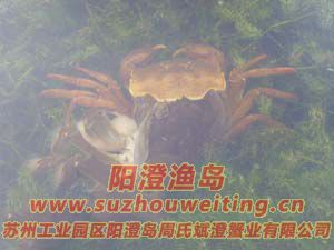 水草上的陽澄湖大閘蟹