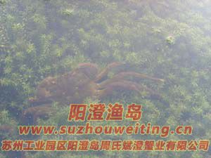 水草上的陽澄湖大閘蟹