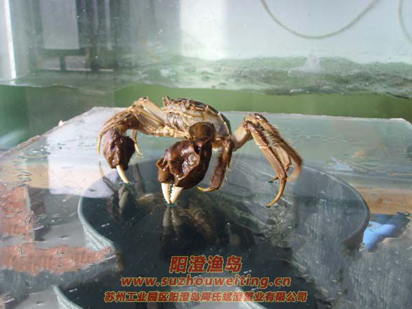陽澄湖大閘蟹