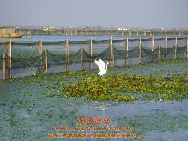 野鳧拍水故飛飛