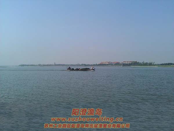 蟹農(nóng)卷草忙圖二