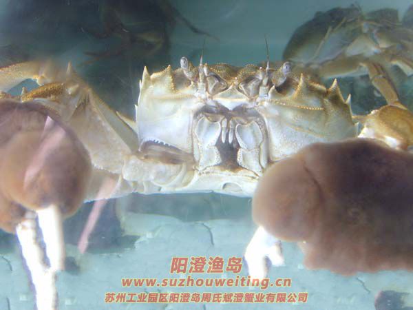 大閘蟹的呼吸