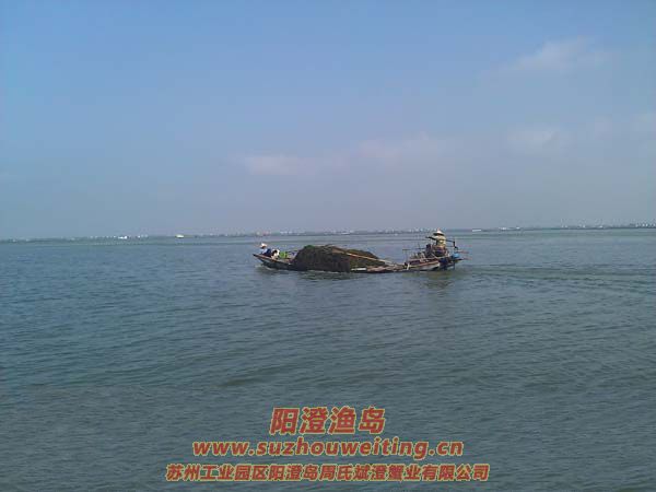 蟹農(nóng)卷草忙圖三