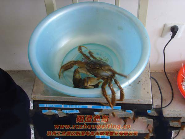 最大的陽澄湖大閘蟹2