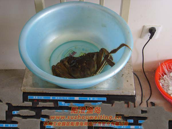 最大的陽澄湖大閘蟹3
