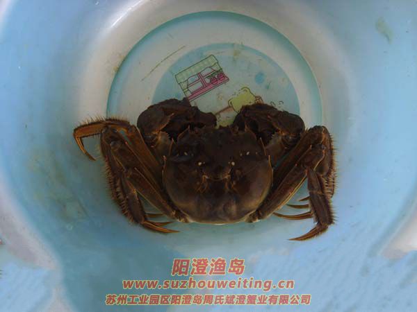 最大的陽澄湖大閘蟹4