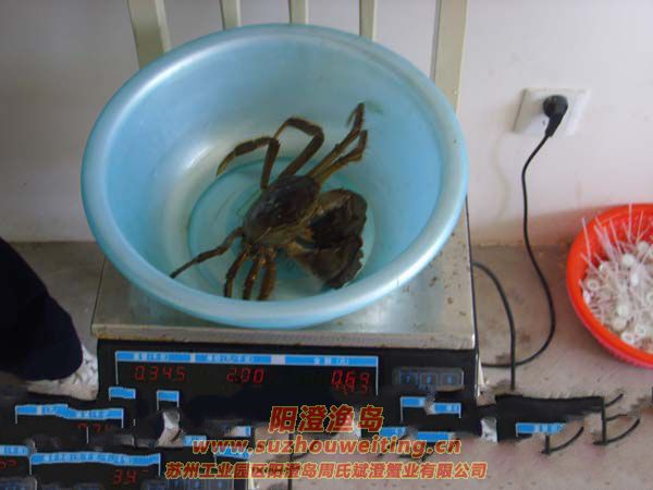 最大的陽澄湖大閘蟹1