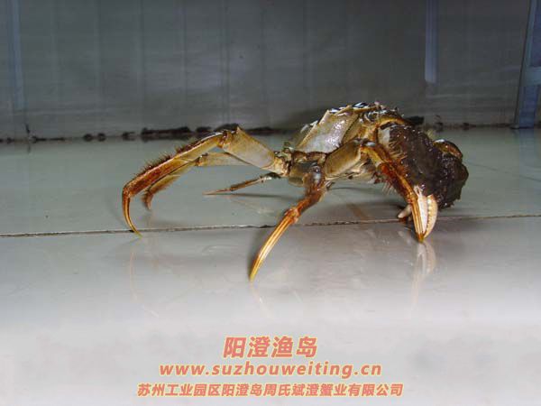陽澄湖大閘蟹