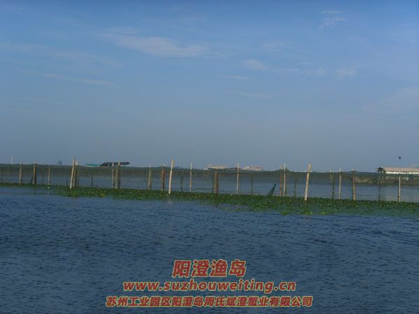 陽(yáng)澄湖半島養(yǎng)蟹人的一天圖片七