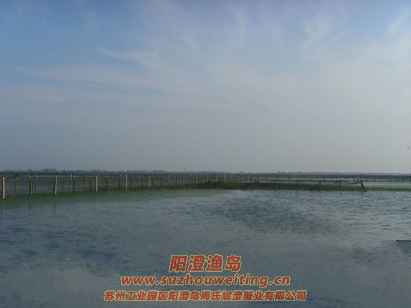 陽(yáng)澄湖半島養(yǎng)蟹人的一天圖片八