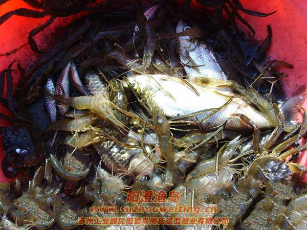 陽(yáng)澄湖半島養(yǎng)蟹人的一天圖片九