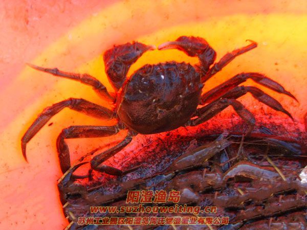 陽(yáng)澄湖半島養(yǎng)蟹人的一天圖片十