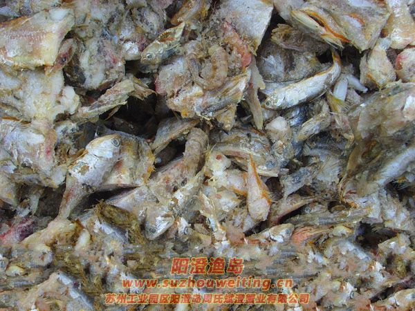 陽(yáng)澄湖半島養(yǎng)蟹人的一天圖片十一