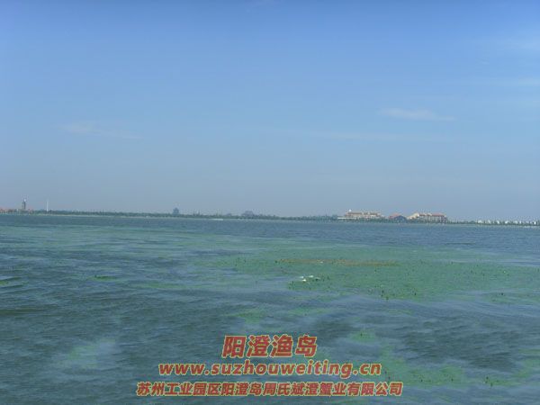 陽(yáng)澄湖半島養(yǎng)蟹人的一天圖片十三