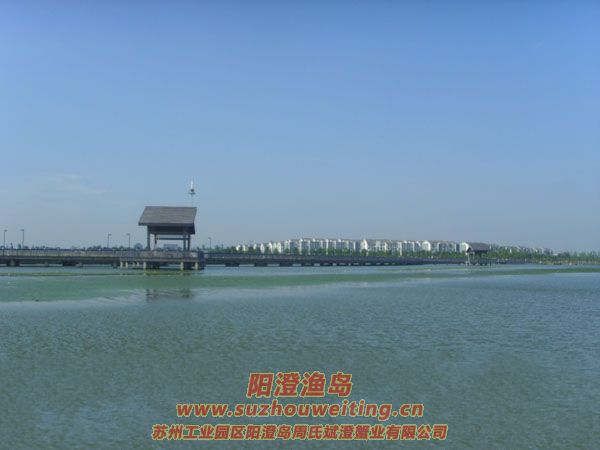 陽(yáng)澄湖半島養(yǎng)蟹人的一天圖片十六