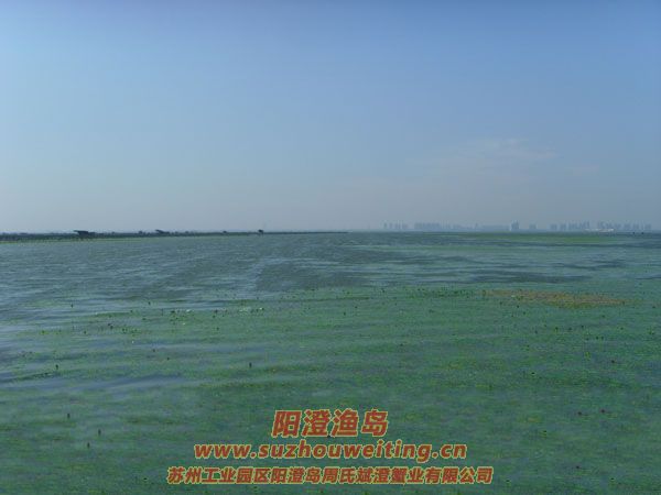 陽(yáng)澄湖半島養(yǎng)蟹人的一天圖片十四