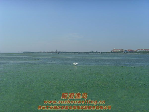 陽(yáng)澄湖半島養(yǎng)蟹人的一天圖片十五