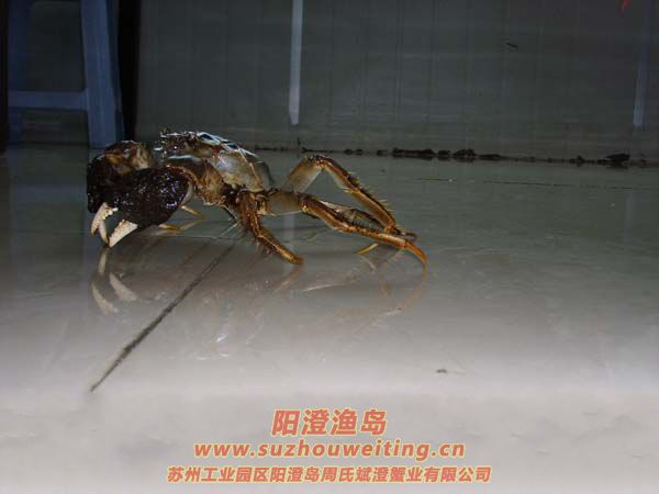 如何挑選陽(yáng)澄湖大閘蟹