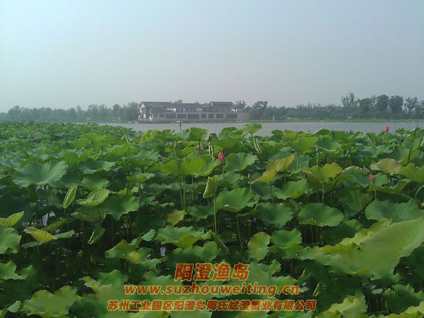 蓮池湖公園圖片一