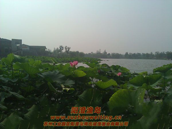 蓮池湖公園圖片四