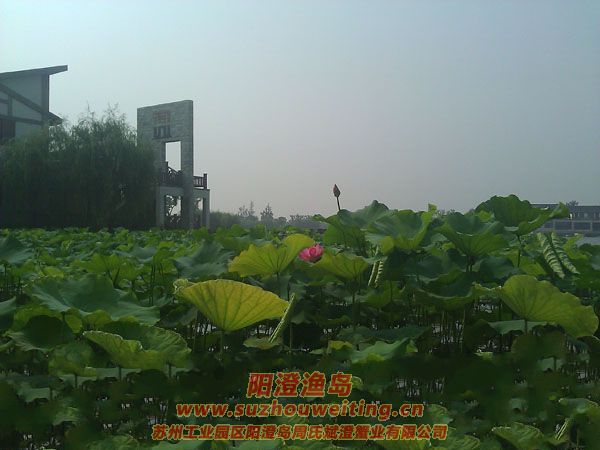 蓮池湖公園圖片二