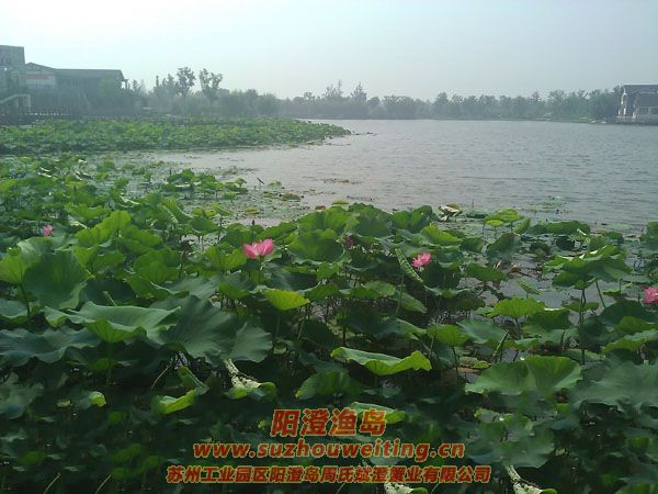 蓮池湖公園圖片八