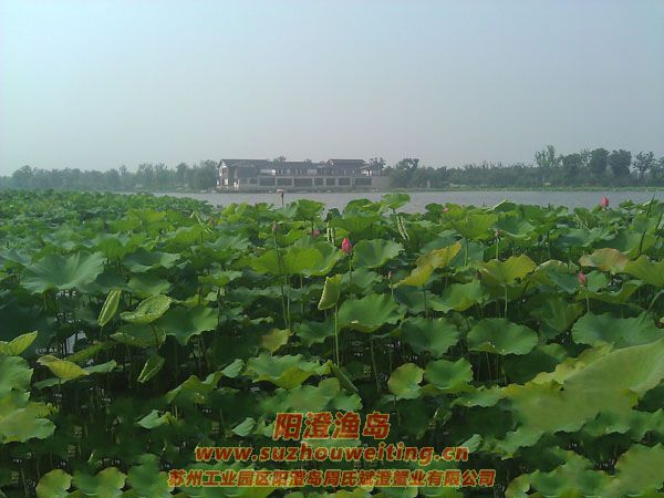 蓮池湖公園圖片一